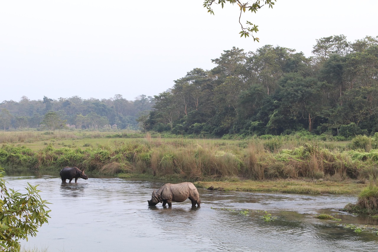 rhino, flow, chitwan, chitwan national park, wildlife, animal, nature, water, chitwan, chitwan, chitwan, chitwan, chitwan
