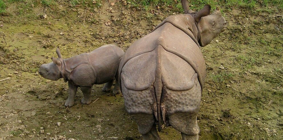 rhinos, rhino, nepal, national park, chitwan, chitwan, chitwan, chitwan, chitwan, chitwan