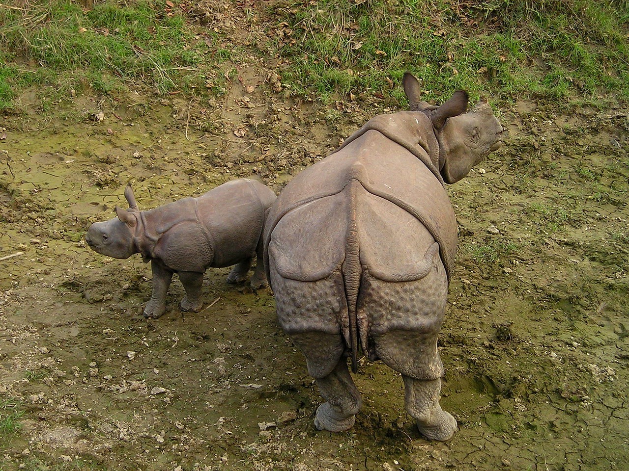 rhinos, rhino, nepal, national park, chitwan, chitwan, chitwan, chitwan, chitwan, chitwan