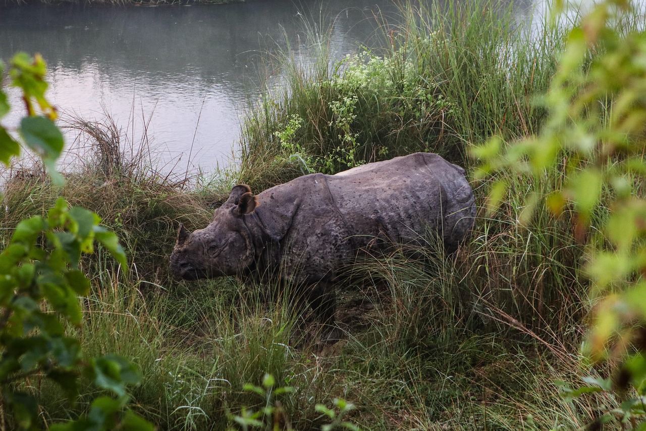rhino, chitwan, national park, nepal, animal, wildlife, nature, close up, waters, water, animal portrait, portrait, jungle, chitwan, chitwan, chitwan, chitwan, chitwan